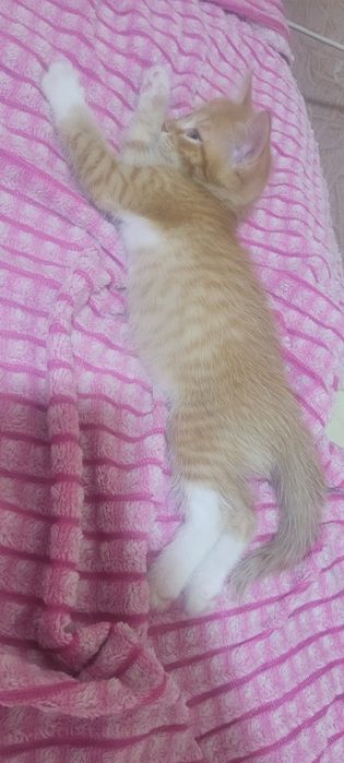 Отдам котят в добрые руки