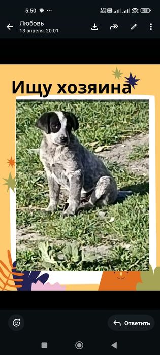 Щеночки в добрые руки