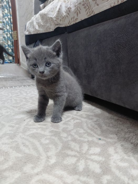 Отдам в добрые руки