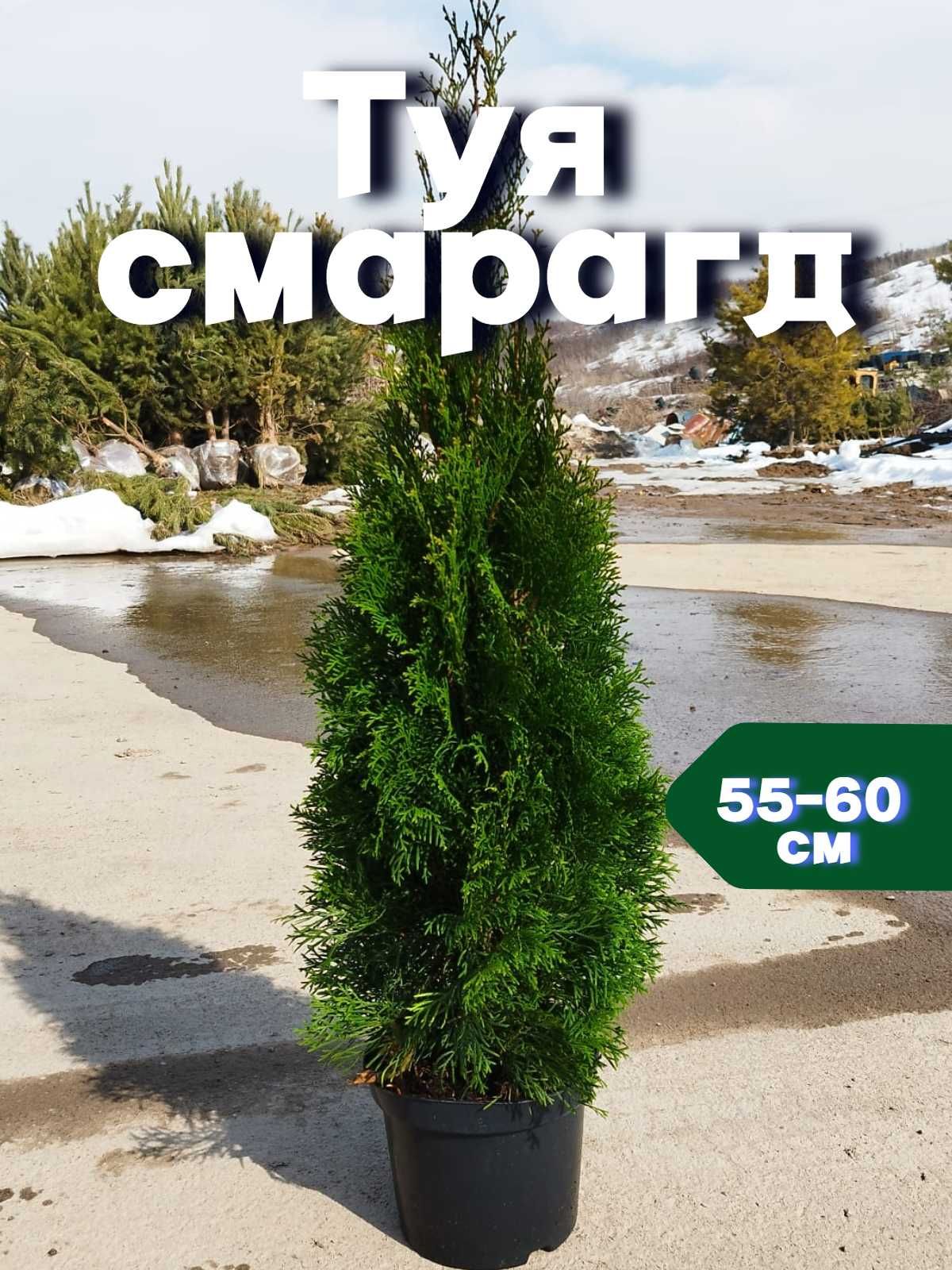 Саженцы Туя смарагд Сосна можжевельники Туи Елка голубая зеленая ель: 6 ...