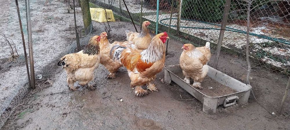 Ouă brahma pentru incubat