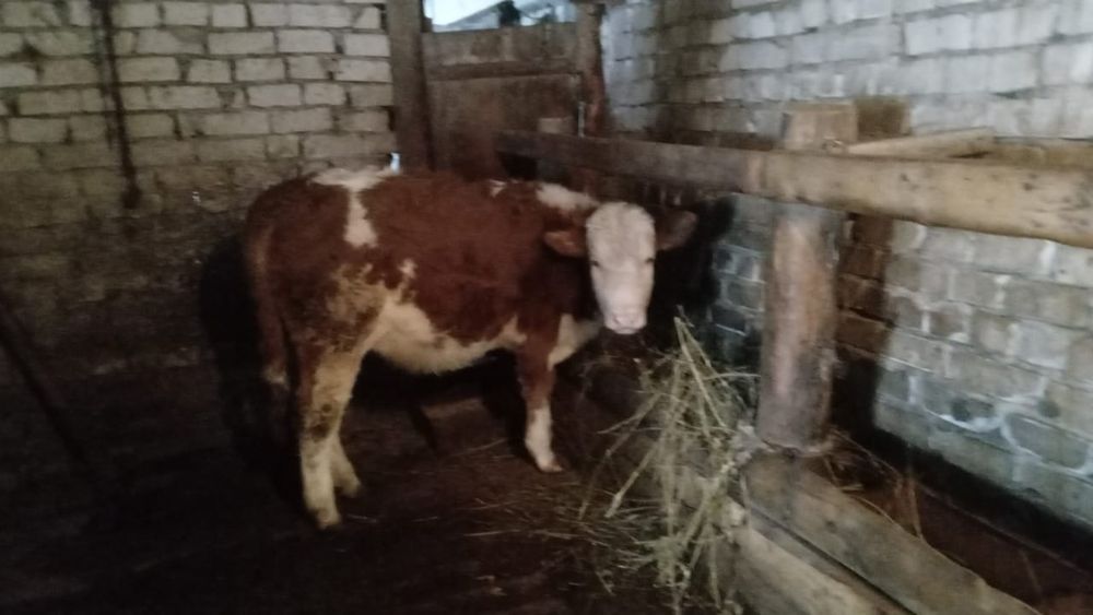 Торпақ сатамын 12ай