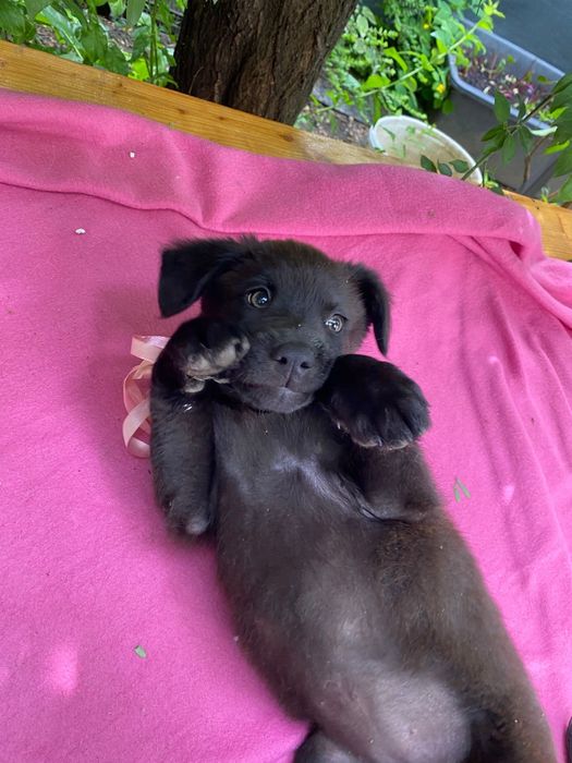 Catelusa spre adoptie
