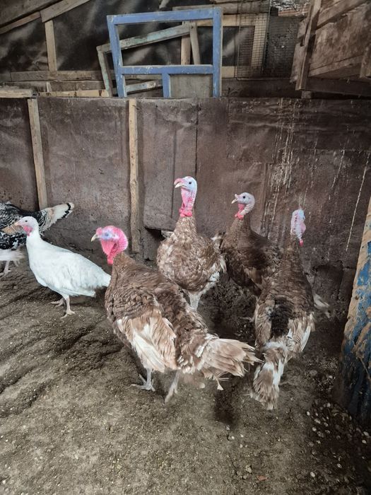 Индюки на племя узбекская палевая
