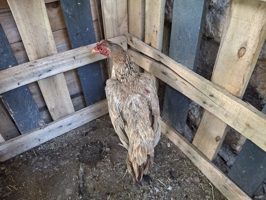 Продам 3 курицы даканки