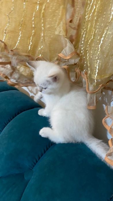 Продаются котята британские