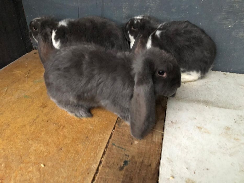 Iepuri Berbec german- rasa pura