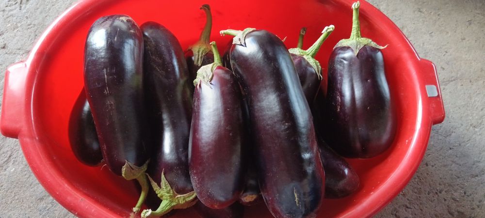 Продам домашнии баклажаны