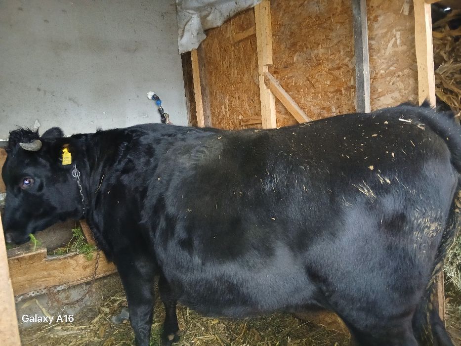 Vând junincă  gestantă.