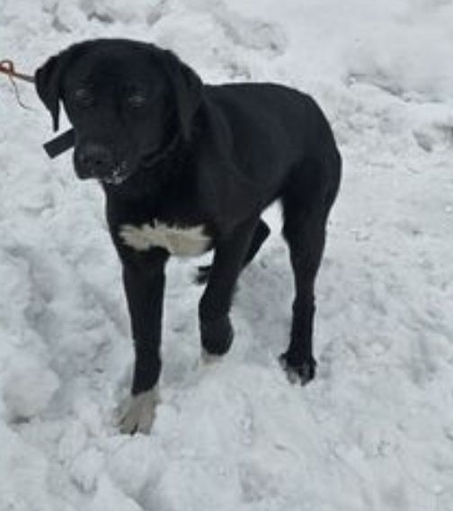 Отдам щенка метис лабрадора