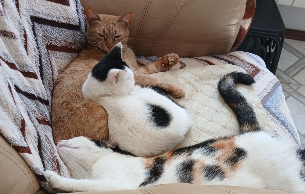 Котята в дар добрым людям