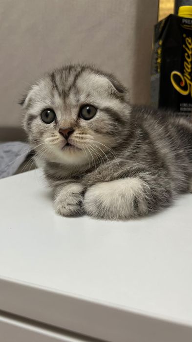Шотландская кошка
