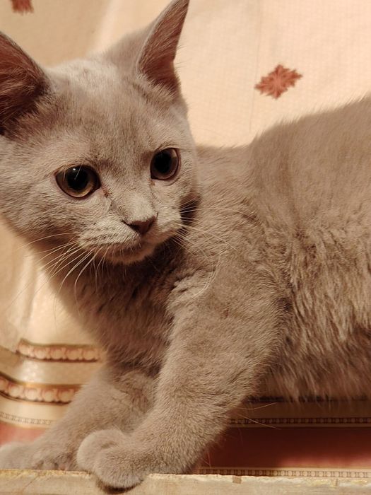 Селкирк рекс серо-голубая девочка