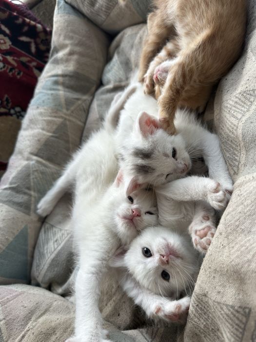 Отдам котят 2 месяца