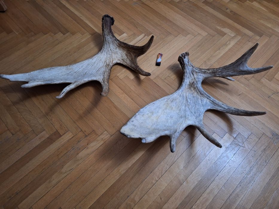 Vând coarne elan, cerb trofeu