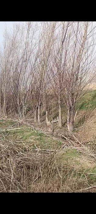 QORA TOL sotuvga chiqdi oladiganlar aloqaga chiqilar  ‼️