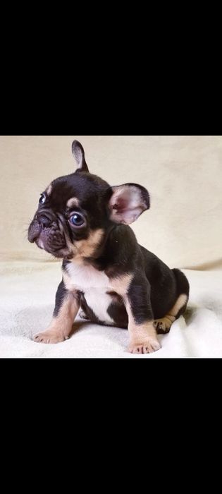 Французский бульдог