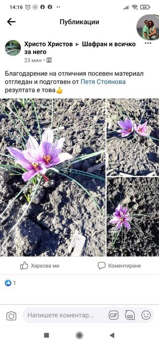 Шафранови луковици