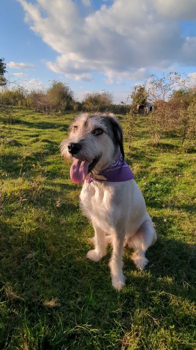 Adopție caine de vanatoare