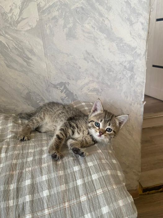Отдам котенка в добрые руки Девочка
