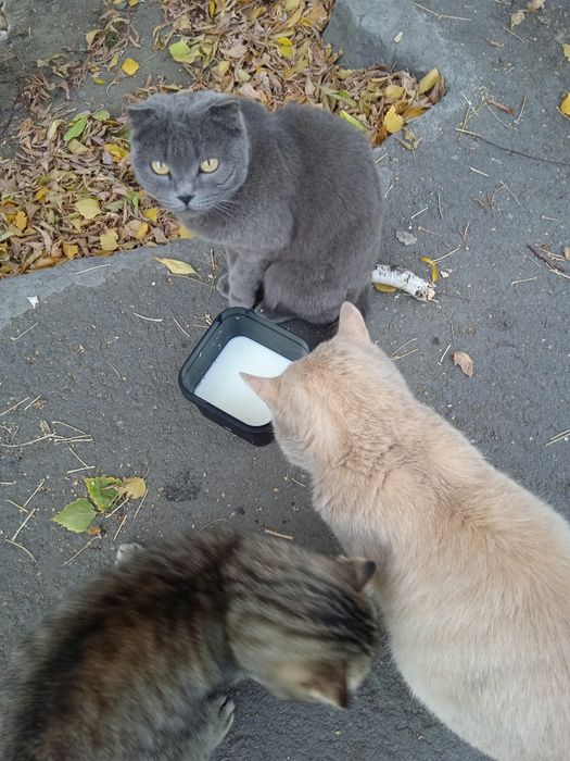 Помогите котятам