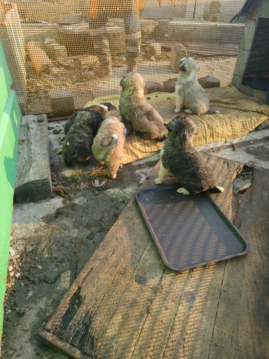 Donez Cățeluș pui