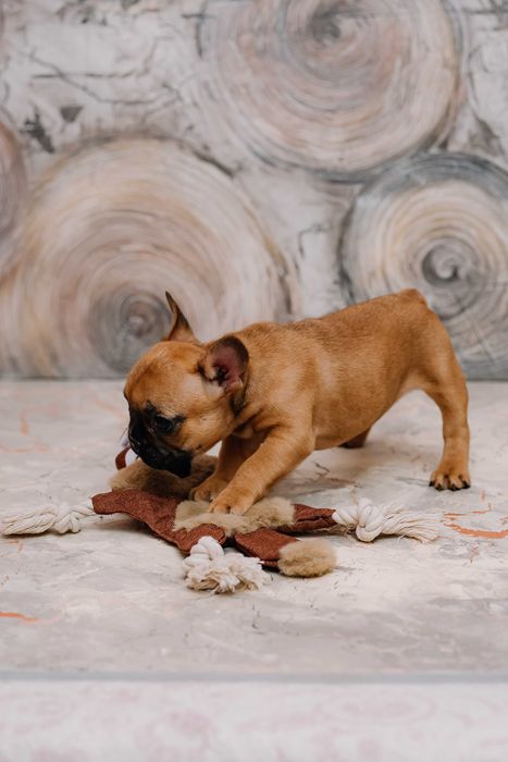 Продается девочка французского бульдога