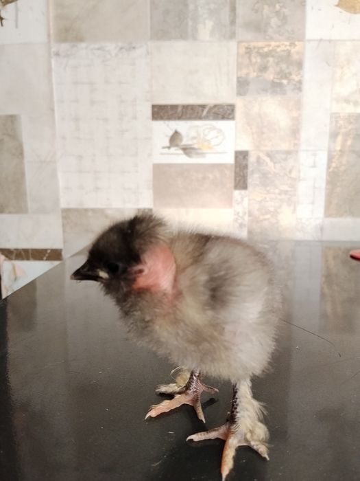 Продам цыплят из под квочки