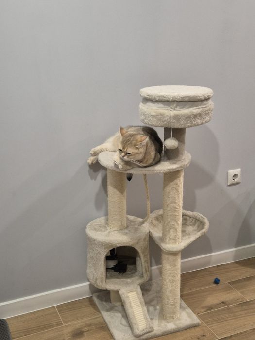 Котешка катерушка