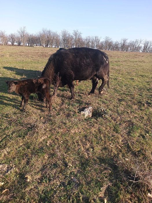 Vaci Black Angus cu pedigree + vițel - recent fatate