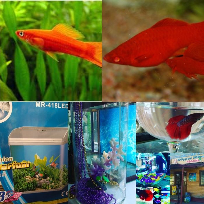 Аквариум.Навои Фрунзе