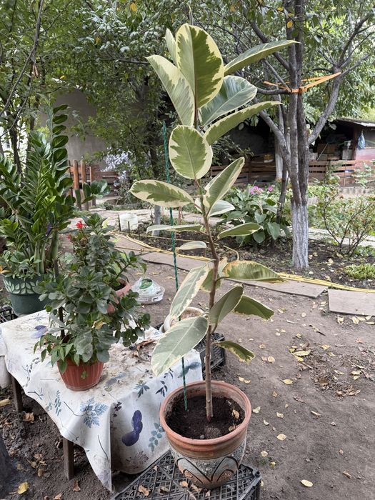 Продам Фикус  комнатный