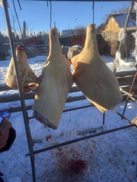 Мясо свинина 2000 за кг.