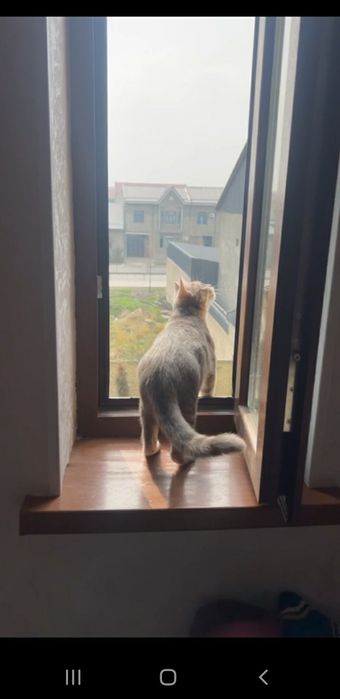 Кошка породистая малайская