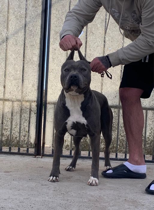 Femela amstaff blue
