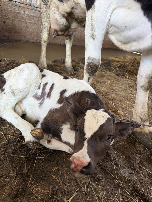 Tauras/vitel frumos de rasa