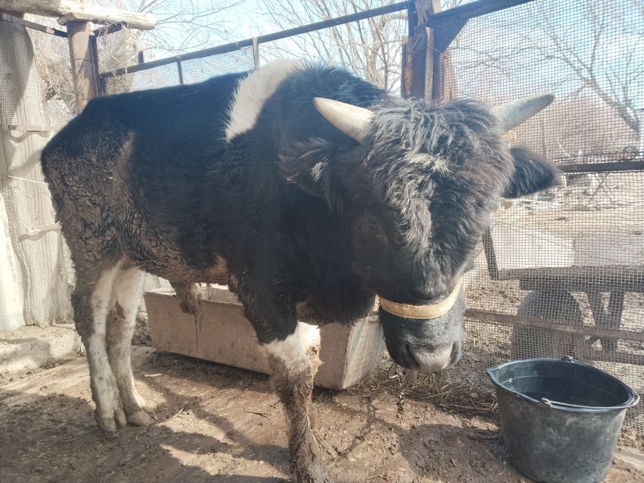 1,5 жасар өгізше