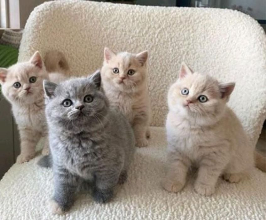 Замечательные Котяточки