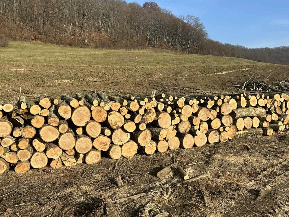 Lemne de foc esenta tare