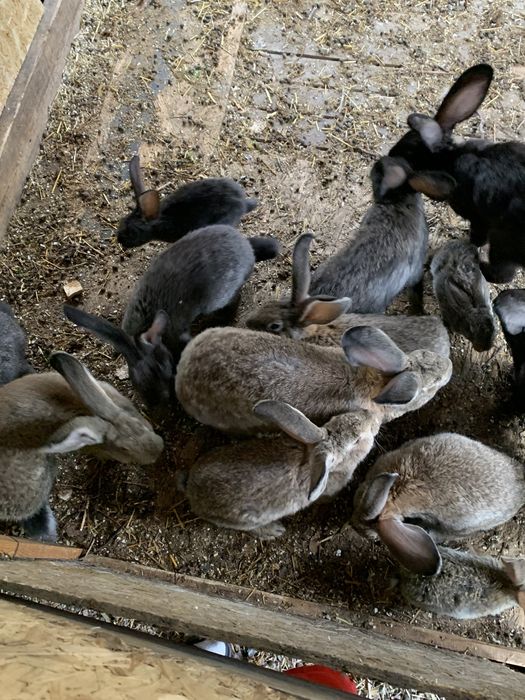 Кролики Қояндар 10