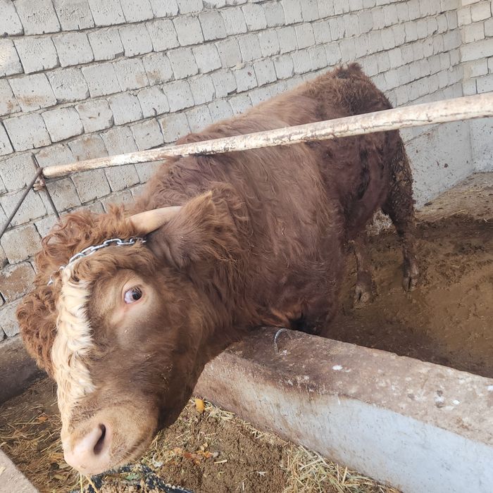 Limuzin paroda nasllikka