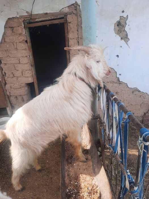 Чистокровный теке