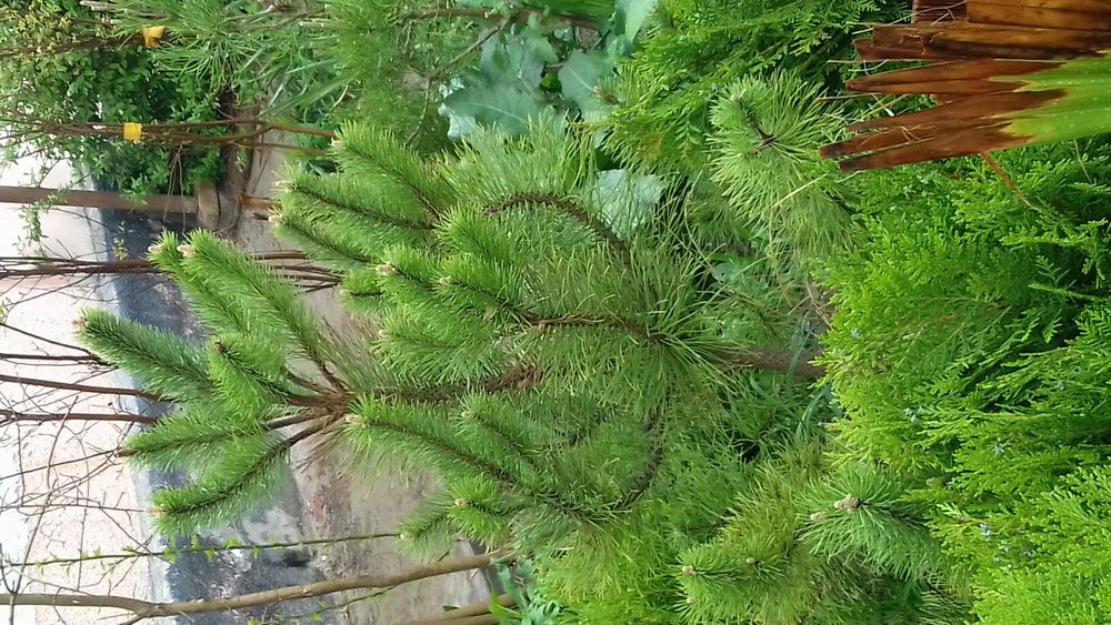 Гуллар ва Кучатлар