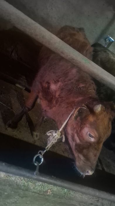 Семіз құнажын сыиырлар сатылады