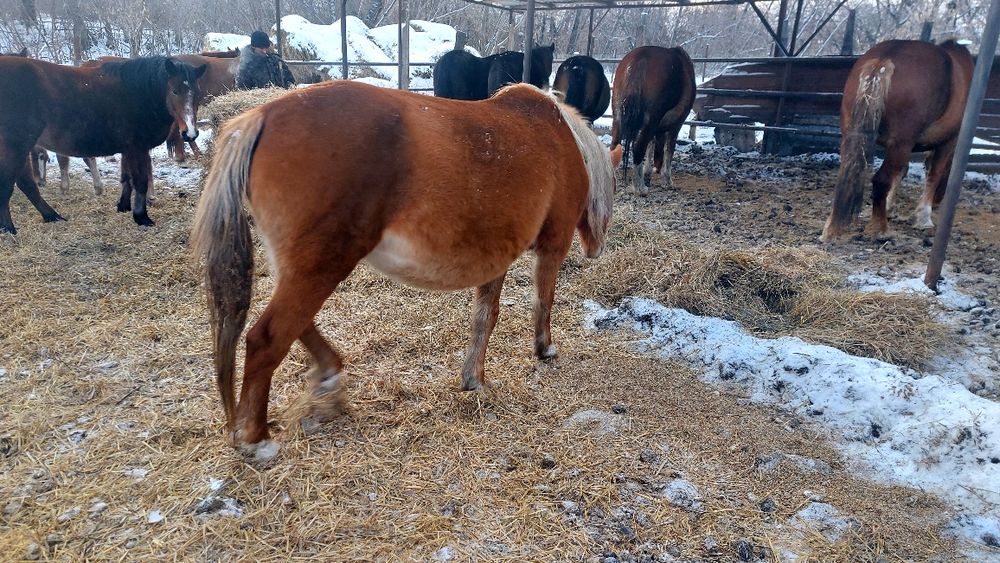 Продам жерёбых кобыл