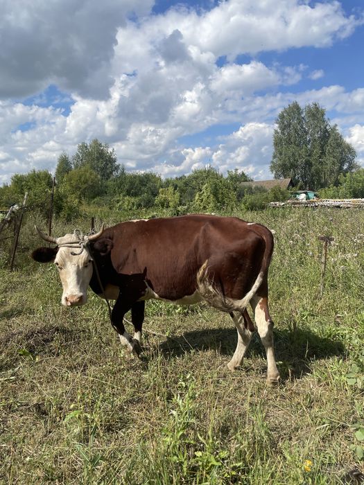 Корова молочная 499 000