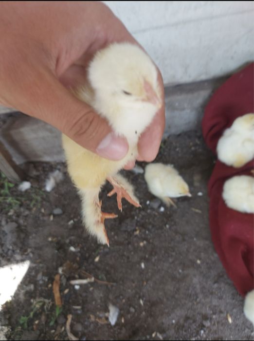 Цыплята брамы суточные