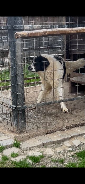 Femela ciobanesc de bucovina /caini