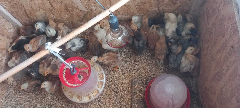 Pui țărănești crescuti natural – preț bun + livrare gratuită