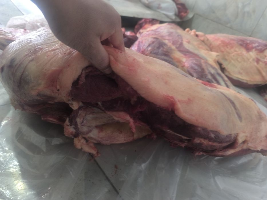 Соғым ет жылқы еті